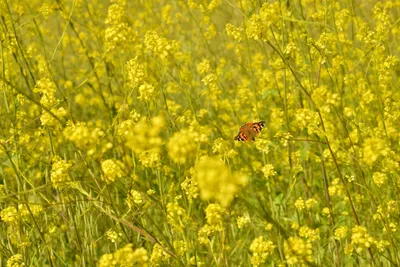 DSC_6414 (Large).JPG